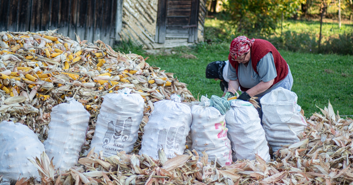 Klímaváltozás: Hargita megye nyugati részén egy ideje a szemes kukorica is beérik
